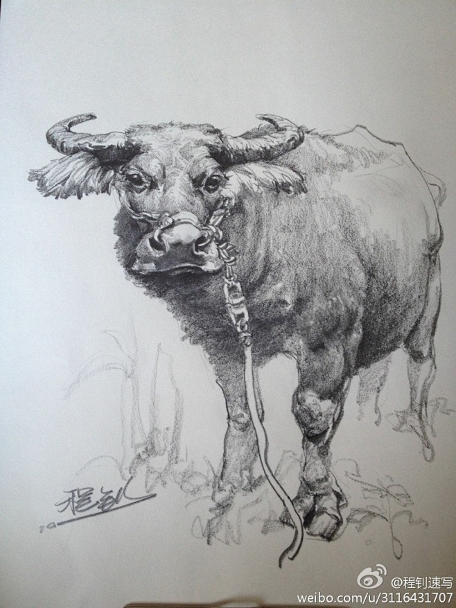 程钊的十二生肖素描