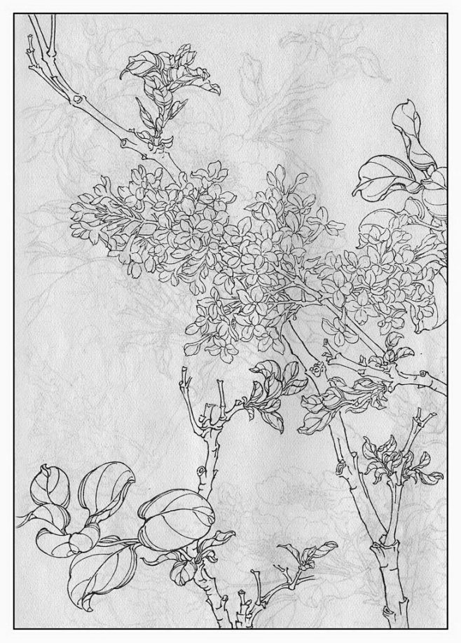 丁香树手绘图片
