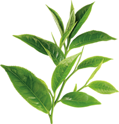 茶叶素材
