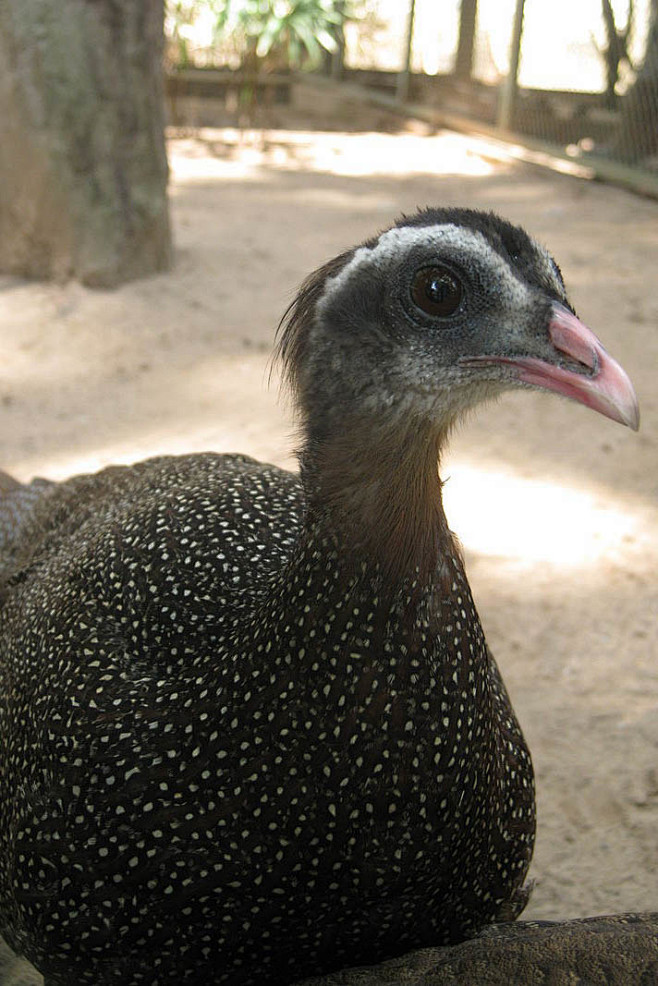 鸡形目雉科冠眼斑雉属凤头眼斑雉