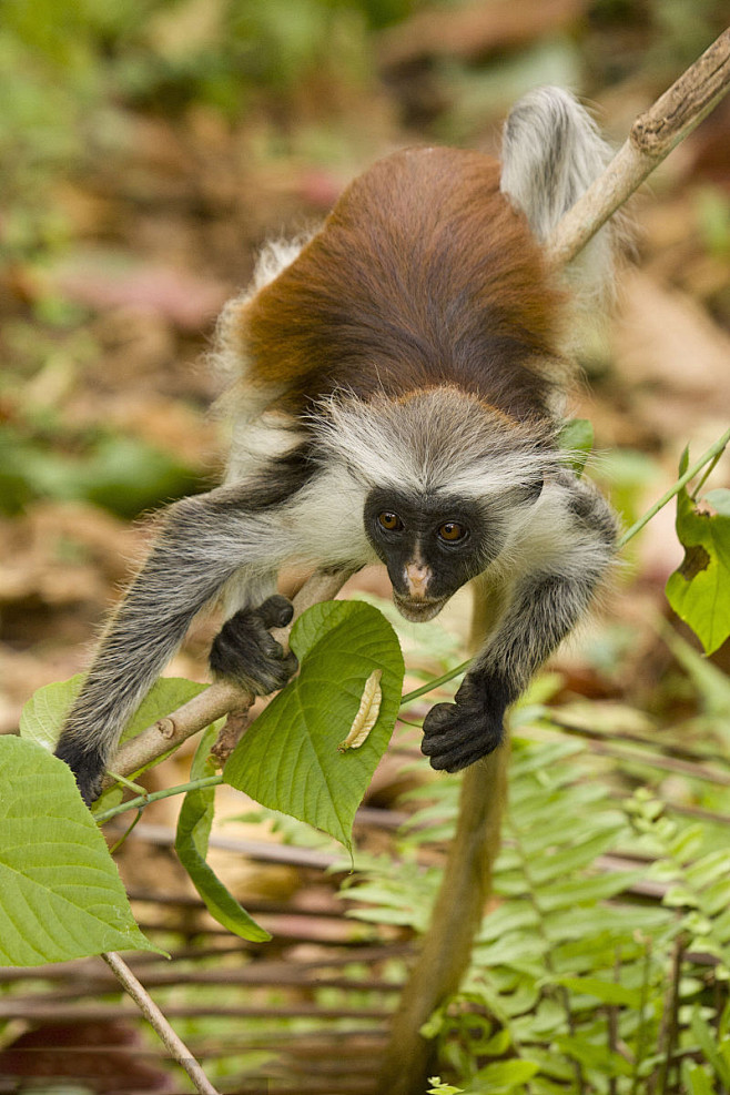 灵长目疣猴亚科红疣猴属乌干达红疣猴