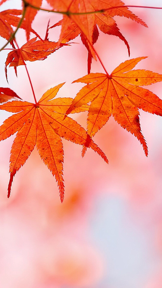 658_1170竖版 竖屏