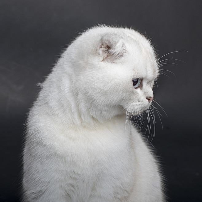 苏格兰折耳猫苏折银渐层