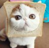 ^ω^傻萌兔子^ω^