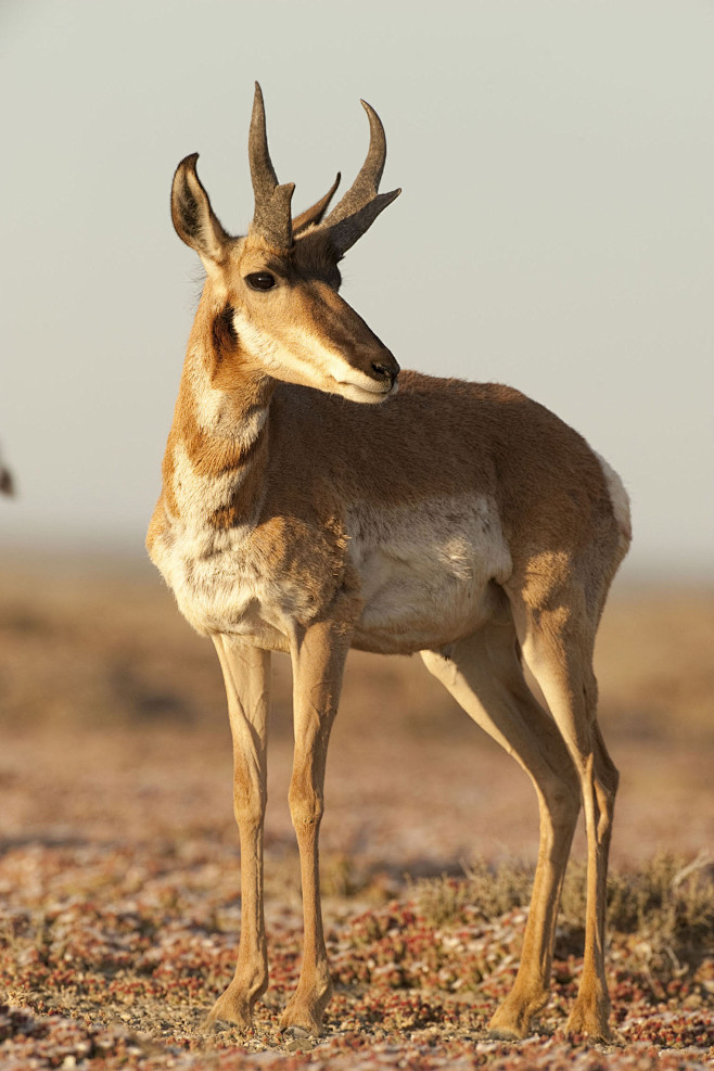 偶蹄目反刍亚目叉角羚科加利福尼亚叉角羚亚种