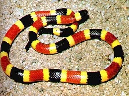 coralsnake