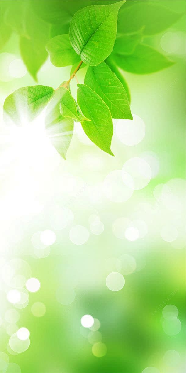 图库 图片素材 展板背景 排版背景 星光 植物 清新 照射 绿叶 绿色