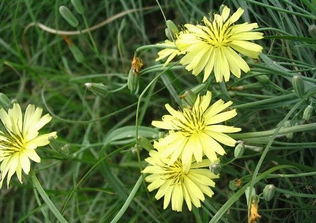 小苦荬