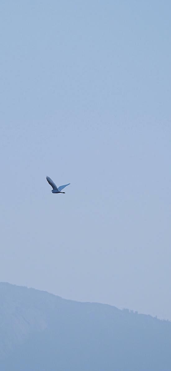 鸟飞翔天空蓝色简约