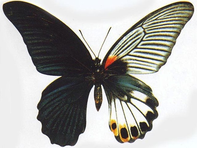 极罕见的雌雄同体的蝴蝶此蝶一半为雄蝶黑色的翅膀一半为雌蝶白色的