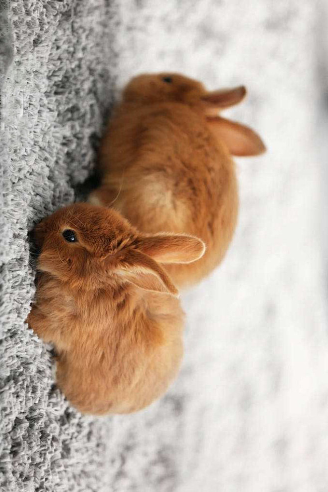 兔形目古兔亚科红兔属红兔