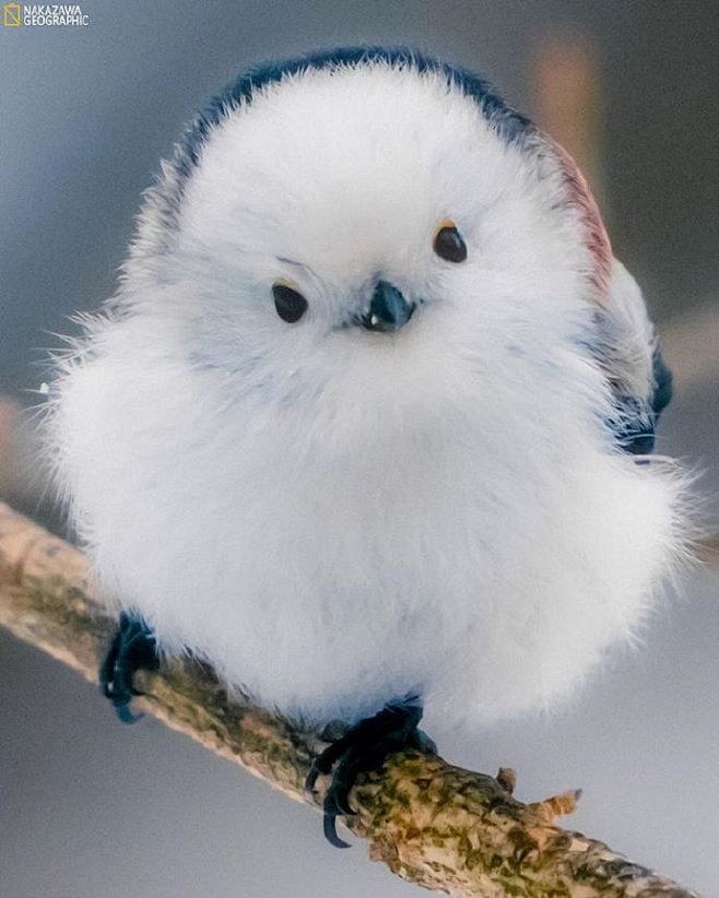 银喉长尾山雀insnakageo拍的肥啾67676767