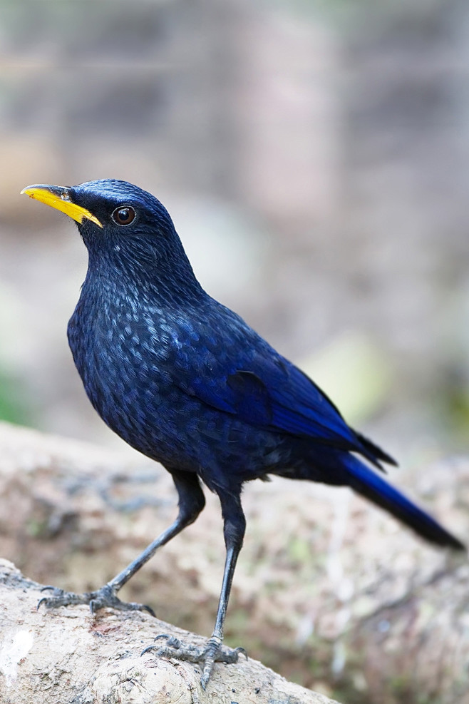 雀形目·鸫科·啸鸫属:紫啸鸫