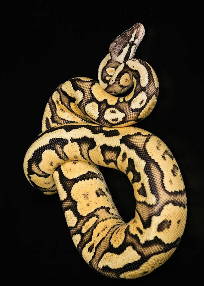 蛇目原蛇亚目蟒蛇科球蟒金