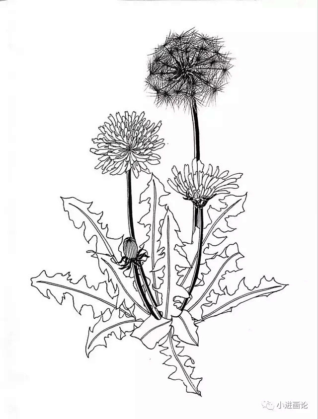 黑白植物线描蒲公英