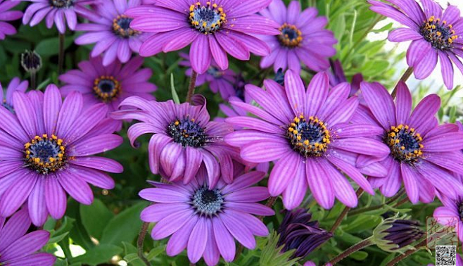 蓝目菊花序类型图片