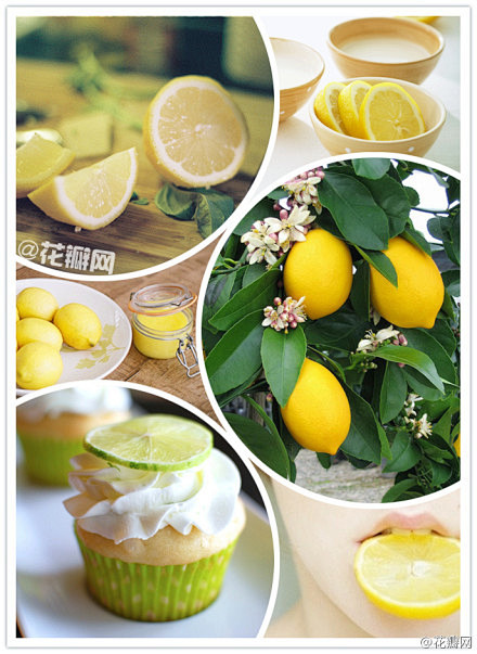 花瓣花语录11月12日生日花柠檬芸香科柑桔属的常绿小乔木花朵外面淡紫