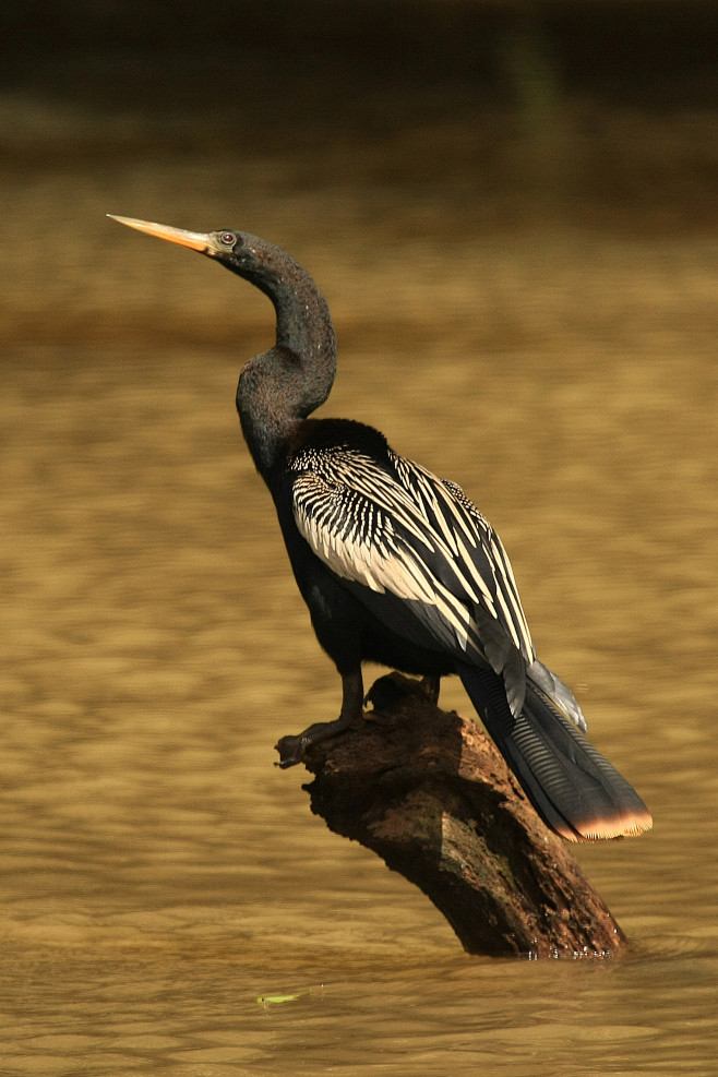 鲣鸟目蛇鹈科蛇鹈属美洲蛇鹈