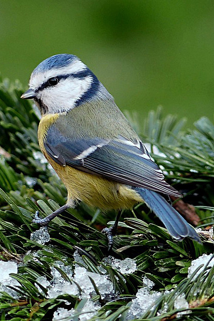 雀形目山雀科蓝山雀属蓝山雀