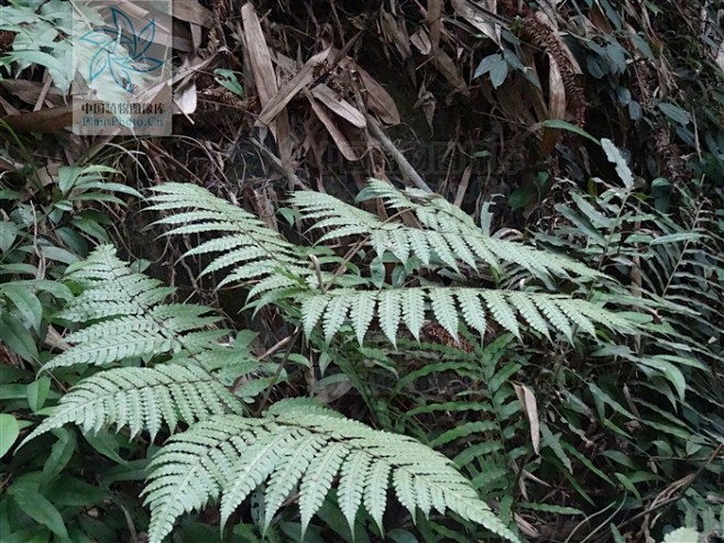 pleocnemiawinitii黄腺羽蕨