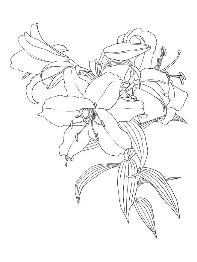 百合花线稿素材优动漫动漫创作支援平台