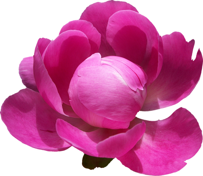 peonypng02bythydarkesthour