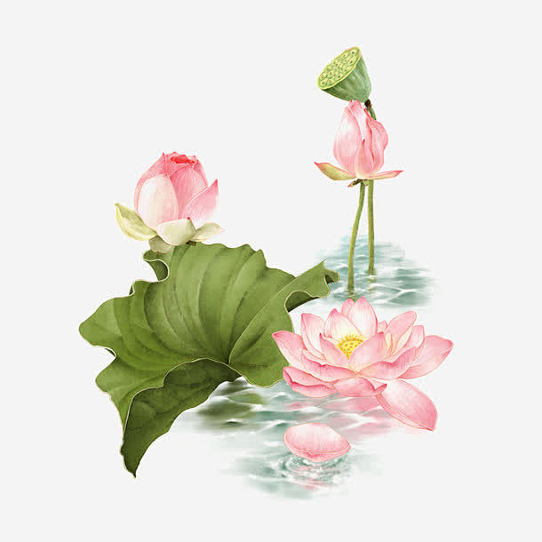 simly2030从云雅轻尘转采于2021-04-10 15:36:20荷花池塘临摹系列