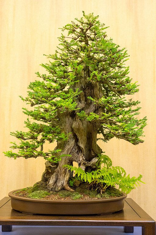 创意盆景造型图集下载树桩盆景山水盆景盆栽造型松树植物观枝观花观叶