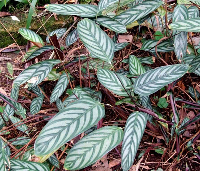 17银羽斑竹芋竹芋科栉花芋属锦竹属别名毛柄栉花竹芋银羽密花竹芋株高