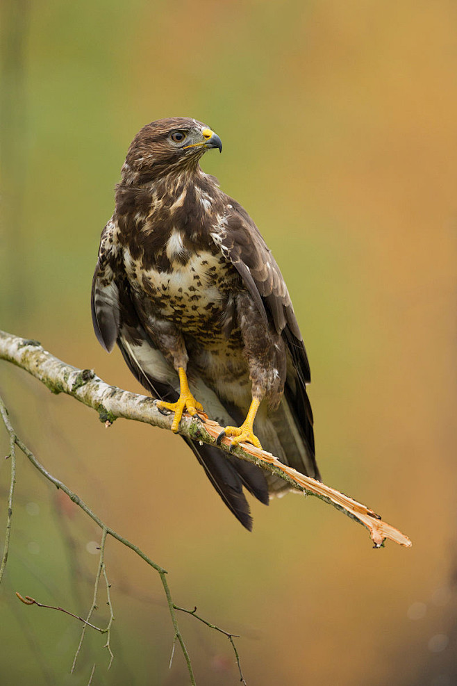 鹰形目鹰科鵟属普通 