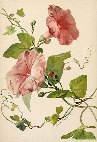 插画手绘碎花花植物玫瑰手机壁纸水粉画水彩复古