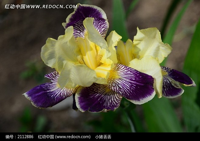 鸢尾花漂亮的黄色花蕊