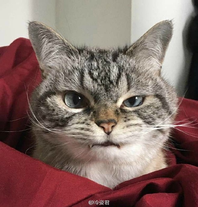 猫猫loki因为牙齿咬合问题小虎牙突出像个小吸血鬼这满满的霸气莫名戳