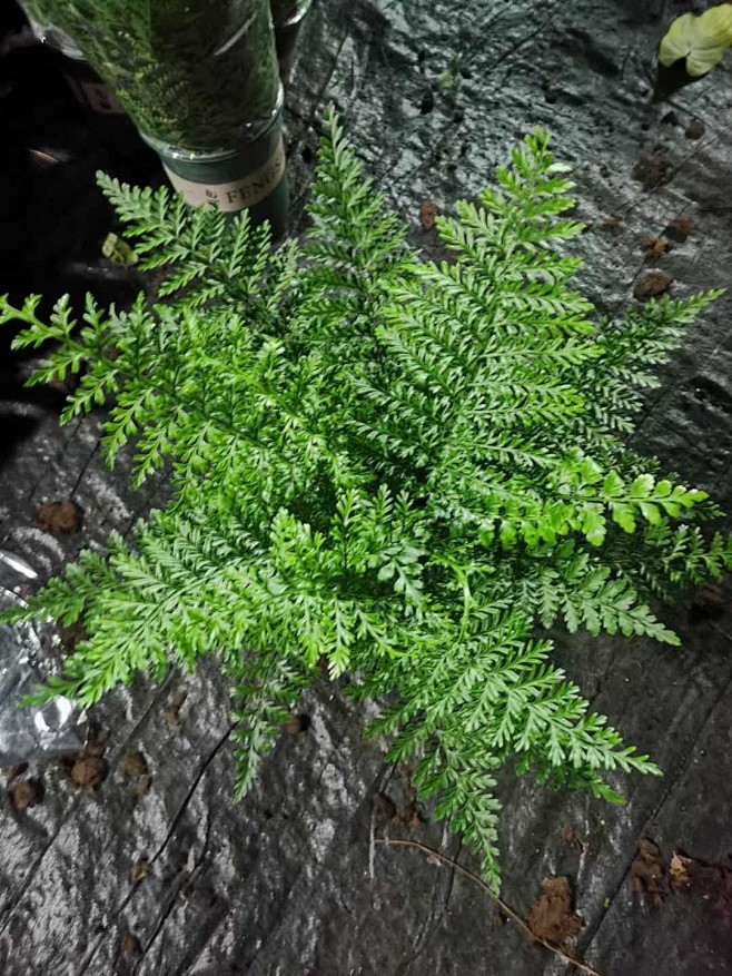 大乡里出城从吸灵气的小雪莲转采于2021-08-17 14:35:57吉姆蕨植物